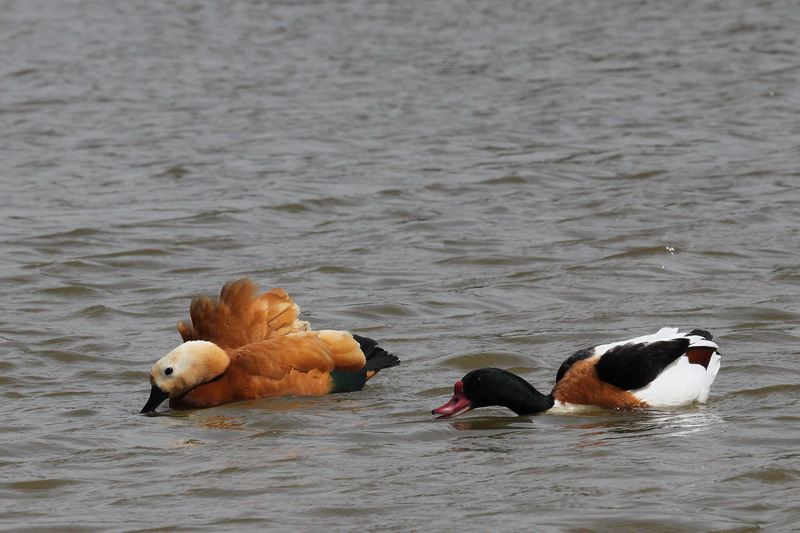 Ruddy shelduck